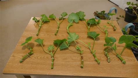 One Of The Best Info About How To Start Geranium Cuttings - Icecarpet