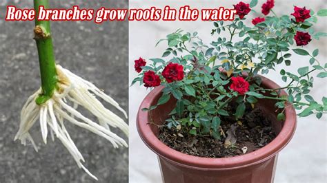 Growing roses in the water, Growing roses from cuttings in water - YouTube