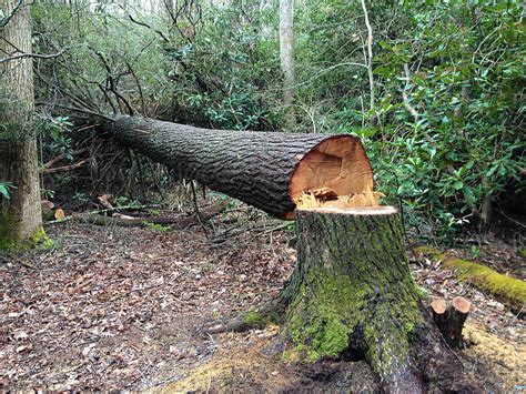 Fallen Tree That Was Cut Down With A Chainsaw | Stocksy United