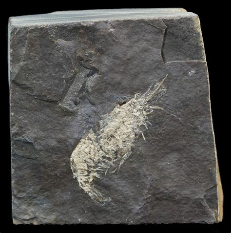 Carboniferous Shrimp-Like Crustacean (Tealliocaris) - Scotland (#44407) For Sale - FossilEra.com