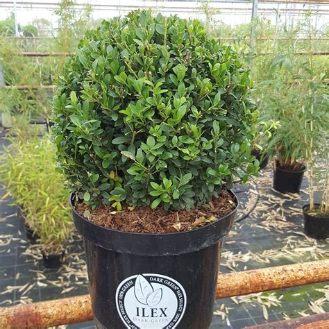 Ilex Crenata 'Dark Green' | Buy Ilex Plants Online | Delivery by Charellagardens