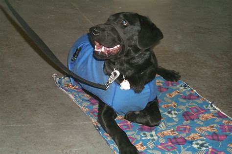 Go to Bed! | As part of Emmet's service dog training, we tra… | Flickr - Photo Sharing!