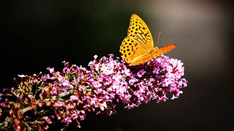 2560x1440 Beautiful Butterfly 4k 1440P Resolution ,HD 4k Wallpapers,Images,Backgrounds,Photos ...