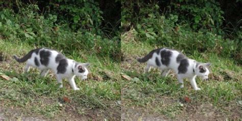 Can you spot the differences between these cats?