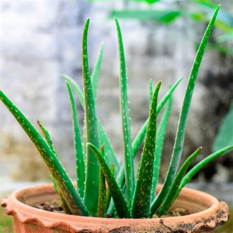 Aloe Vera Propagation - Teak And Terracotta