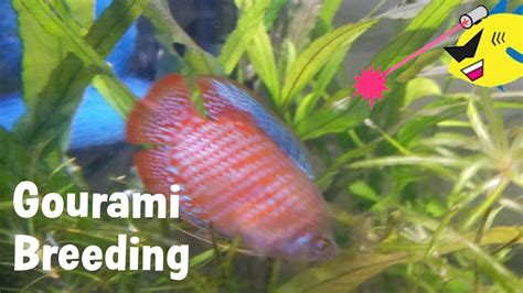 Gourami Mating Dance: Breeding Gouramis - YouTube