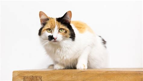 Hair Loss in Cats: Causes & Treatment | Purina