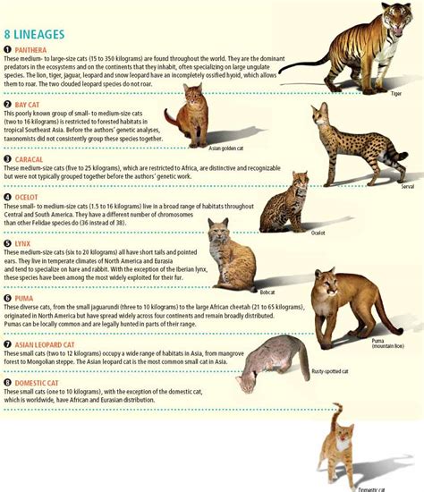 Cat Fossils - Crystalinks