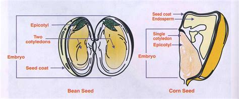 Difference Between Monocot seed and Dicot seed (Monocot Seed vs Dicot Seed)