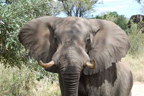 African Bush Elephant | The Nature Conservancy