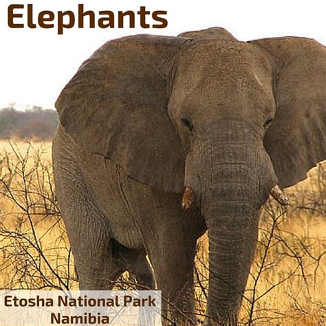 Wildlife of Etosha National Park