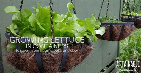 Growing lettuce in containers -- specifically hanging containers -- is ...