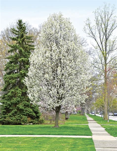 White flowering pear trees: so pretty and so invasive - Westlake | Bay ...