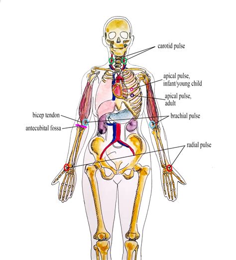 What is Pulse? – Vital Sign Measurement Across the Lifespan – 2nd ...