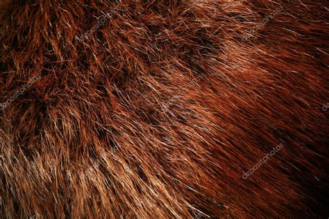 Authentic beaver fur — Stock Photo © jarenwicklund #2671559