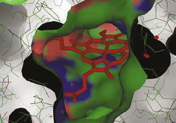 View through the access channel to the active site (complexed with... | Download Scientific Diagram