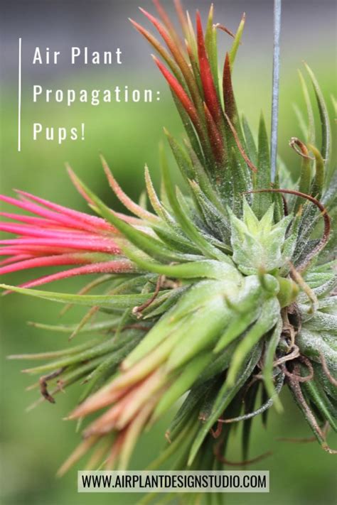 Air Plant Propagation: Pups! | Propagating plants, Air plants care, Air plants