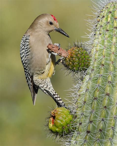 Gila Woodpecker - FeederWatch