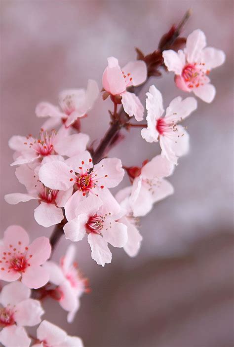 Cherry Blooms, Cherry Blossom Flowers, Blossom Trees, Blossoms, Bloom ...