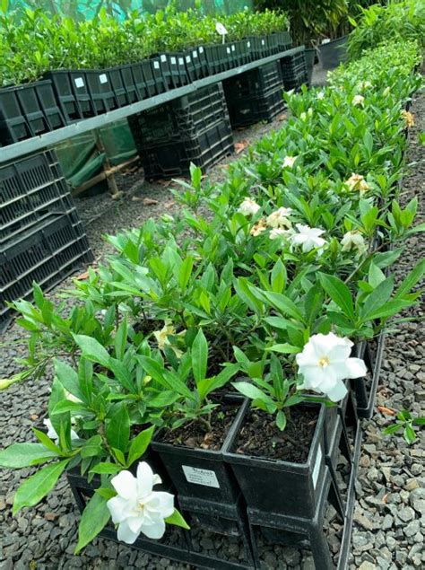 Gardenia radicans | Lakeside Plants & Nursery