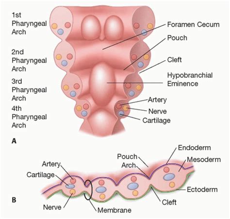 Branchial Cleft Sinuses and Cysts | Plastic Surgery Key