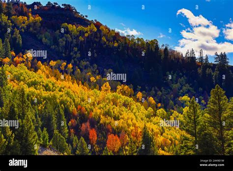 This is a view of the fall colors on the trees along US Highway 89, the Logan Canyon Scenic ...