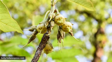 Mahua to be sold as ‘heritage liquor’ in Madhya Pradesh; experts call ...