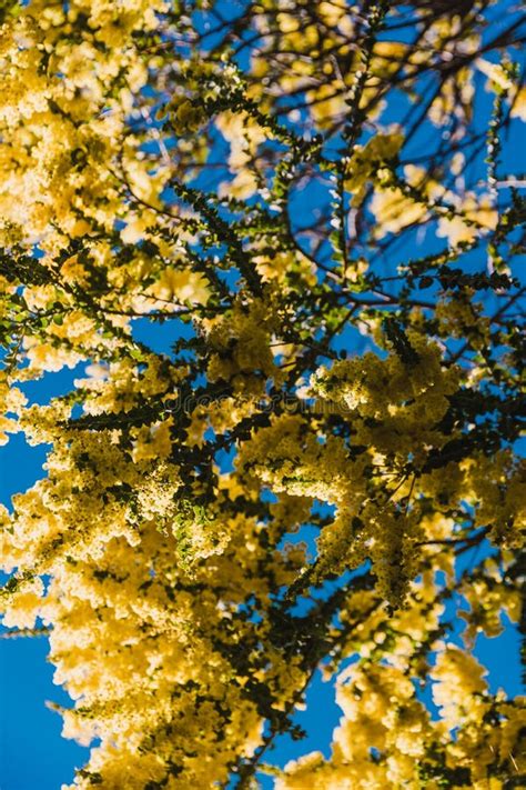 Native Australian Wattle Tree in Bloom with the Typical Round Yellow ...