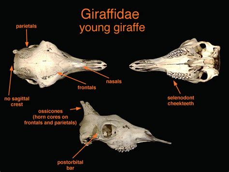 ADW: Giraffidae: SPECIMENS