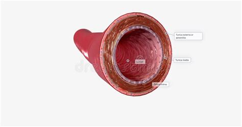 The Walls of an Artery Consist of Three Layers.the Tunica Intima, the ...