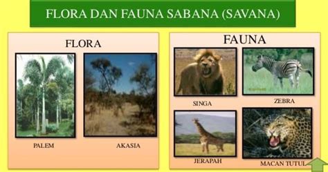 Flora dan Fauna yang Terdapat pada Bioma Sabana