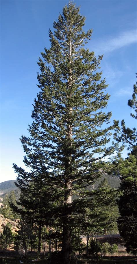 Rocky Mountain Bushcraft: Rocky Mountain Tree Identification: Douglas Fir Tree (Pseudotsuga ...