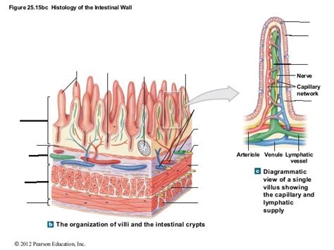 Intestinal villi histology Diagram | Quizlet