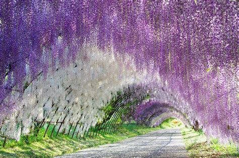 Wisteria Tree Wallpapers - Top Free Wisteria Tree Backgrounds - WallpaperAccess