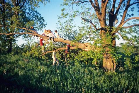 The Dying Art of Tree Climbing - Childhood By Nature