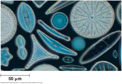 Diatoms | Diatom, Protists, Strange