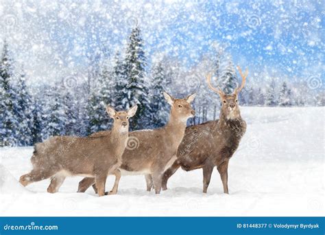 Deer in winter forest stock image. Image of morning, forest - 81448377