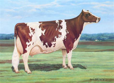 U.S. ABA: Why Ayrshires