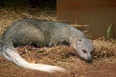 White tailed mongoose - Alchetron, The Free Social Encyclopedia