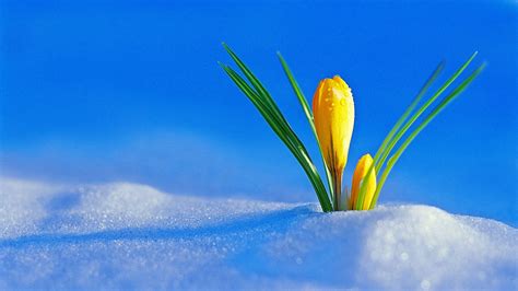 Flowers in Snow wallpaper | 1920x1080 | #30121