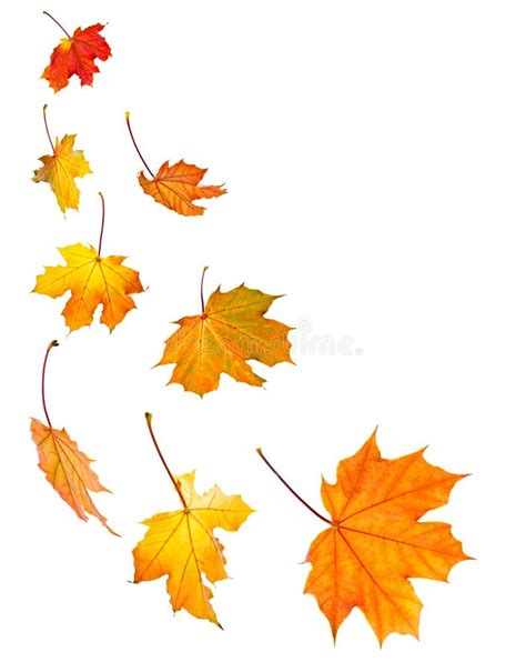 Fall Maple Leaves Background Stock Image - Image of colour, framed: 6669401