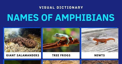 Amphibians: List of Amphibians with Interesting Facts • 7ESL