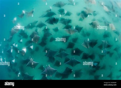 Underwater view of a large school of mobula rays, mobula munkiana, in ...