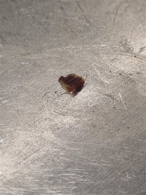 Is this a bed bug shed skin? : r/Bedbug