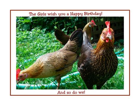 birthday cards with chickens | Chickens & Friends | Huckleberry Cards | Birthday cards, Cards ...