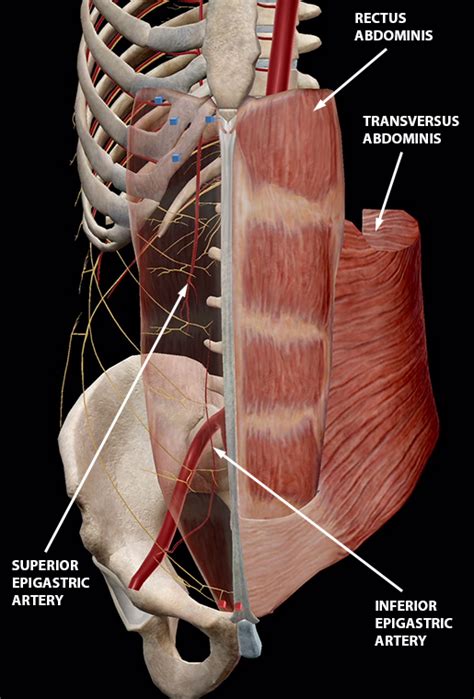 The Rectus Abdominis and Friends: An Intro to the Ab Muscles