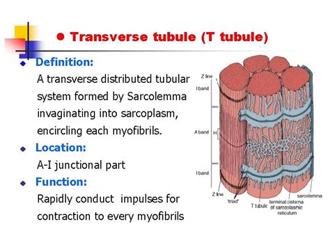 Function of t tubules