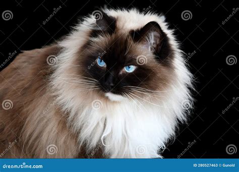 Ragdoll cat with blue eyes stock image. Image of heavy - 280527463