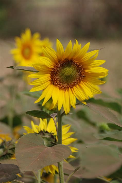 Sunflower field | Shashank Gupta | Flickr