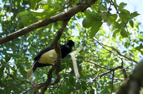 Top 10 Facts about the Iguazu National Park - Discover Walks Blog